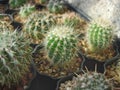 Young seedlings of cactus Notocactus horstii Royalty Free Stock Photo