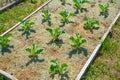 Young seedlings of cauliflower grow in the vegetable garden, close-up. The soil is covered with dry grass mulch Royalty Free Stock Photo