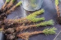 Young seedlings of coniferous cedar tree with roots