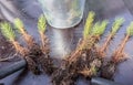 Young seedlings of coniferous cedar tree with roots