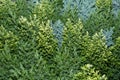 Young seedlings of coniferous decorative plants in assortment, close up