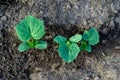 Young seedlings of cucumbers on the background of the ground top view Royalty Free Stock Photo