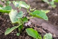 Young seedlings of eggplant plants on farm field plantation. Solanum melongena L. Agroindustry and agribusiness. European organic