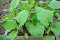 Young seedlings eggplant