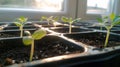 Young Seedlings Growing in Seed Tray, Illuminated by Sunlight Royalty Free Stock Photo