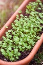 Young seedlings of flowers growing in a pot