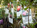 Young seedlings of fruit trees with descriptions of the variety