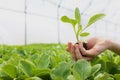 Young seedlings in the greenhouse.Growing seedlings. Spring-summer season for growing crops. Out of focus.A woman takes Royalty Free Stock Photo