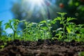 Young seedlings grow in the morning sun in the garden