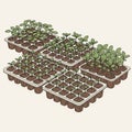 Young seedlings growing in five rectangular seed trays filled with brown soil Royalty Free Stock Photo