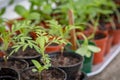 Seedlings in a Greenhouse