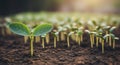 Young Seedlings Growing in Soil Royalty Free Stock Photo