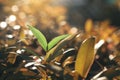 Young seedlings growing on a stump and sun to sustain life