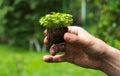 Young seedlings in hands. Green plant with earth in male hand Royalty Free Stock Photo