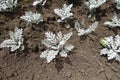 Young seedlings of Jacobaea maritima