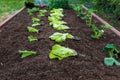 Young seedlings of lettuce, strawberries, wild strawberries prepared for planting in a vegetable garden