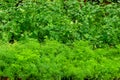 young seedlings of parsley and dill in a greenhouse. Royalty Free Stock Photo