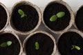 Young seedlings in peat pots on table, flat lay Royalty Free Stock Photo