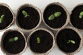 Young seedlings in peat pots on white table, flat lay Royalty Free Stock Photo