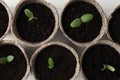 Young seedlings in peat pots on white table, flat lay Royalty Free Stock Photo