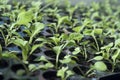 Young seedlings petunias