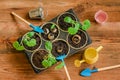 Young seedlings in planting pots and Gardener tools. Top view. Concept of spring, Gardening, horticulture Royalty Free Stock Photo