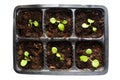 Young seedlings plants in tray