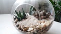 Succulents and cactus in a glass florarium on a light background