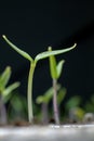 Young seedlings in springtime, Closeup.