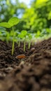 Young seedlings sprouting in soil with earthworm, natural growth concept Royalty Free Stock Photo
