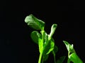 Young seedlings of the sugar snap peas Pisum sativum var. marcrocarpon., in the sunlight with a black background Royalty Free Stock Photo