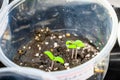 Young seedlings of tomato seedlings, close-up. The first germinal leaves of seedlings on a sunny day on the windowsill Royalty Free Stock Photo