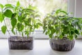 Young eco seedlings of tomato and pepper vegetables in a plastic container in the ground Royalty Free Stock Photo