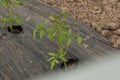 Young seedlings of tomatoes in the garden.Outdoor Royalty Free Stock Photo