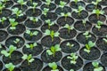 Young seedlings in tray.