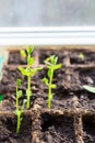 Young seedlings in tray on window sill pea seedling in greenhouse. Agriculture concept Selective focus Copy space Spring Royalty Free Stock Photo