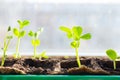 Young seedlings in tray on window sill pea seedling in greenhouse. Agriculture concept Selective focus Copy space Spring Royalty Free Stock Photo