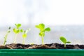 Young seedlings in tray on window sill pea seedling in greenhouse. Agriculture concept Selective focus Copy space Spring Royalty Free Stock Photo