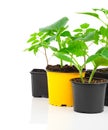 Young seedlings of vegetables Royalty Free Stock Photo