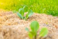 Young seedlings of white cabbage grow in a garden bed, the soil is mulched with dry grass Royalty Free Stock Photo