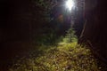 Young sequoia in Giant Sequoias Forest. Sequoia National Forest in California, Sierra Nevada Mountains Royalty Free Stock Photo