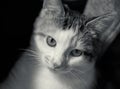Young serious cat close-up portrait in black and white Royalty Free Stock Photo