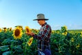 A young serious farmer in a hat checks the quality of crop of sunflowers.