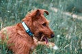 Young serious puppy dog purebred Irish Terrier redhead breed lies in the grass in summer in tick season