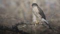 Young Sharp-Shinned Hawk on Windy Day Holding onto Branch - Accipiter striatus