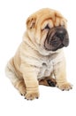 Young sharpei puppy dog