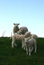 Young sheep Royalty Free Stock Photo