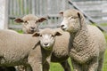 Young sheep at Estancia Perales Royalty Free Stock Photo