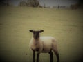 Young Sheep In Field, Crookham, Northumberland UK