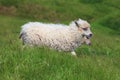 Young sheep grazing on Faroe islands coastline. Green scenic landscape